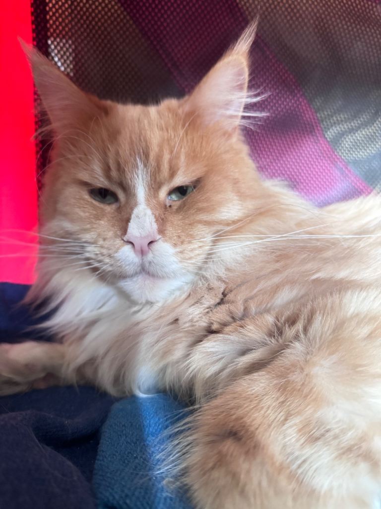 Maine coon female