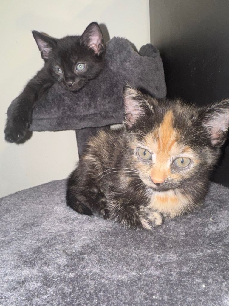     🐾 Gorgeous Russian Blue Mix Kittens – 2 Girls & 1 Boy