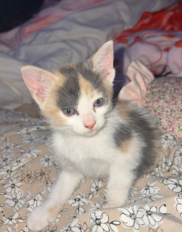     Gorgeous Calico Kitten – Ready For Home