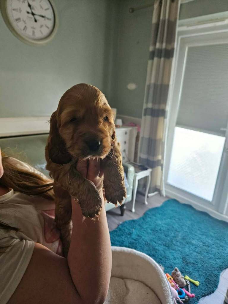 Show cocker's spani kc register