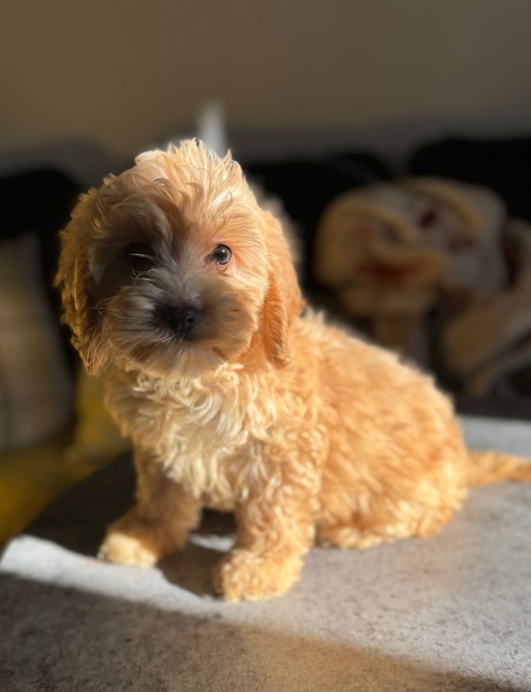 Beautiful FB1 Cockapoo pups