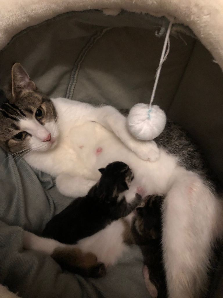 Beautiful kittens for sale 