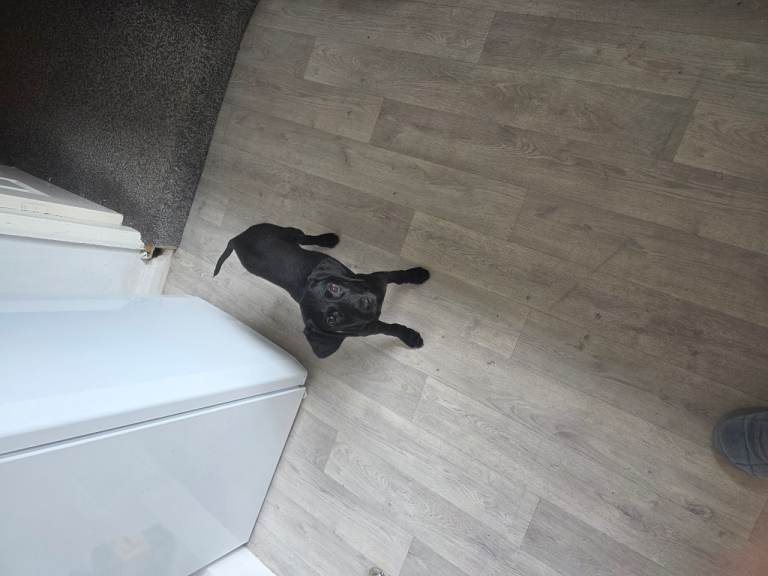 Pointer X Lurcher 10 week pup