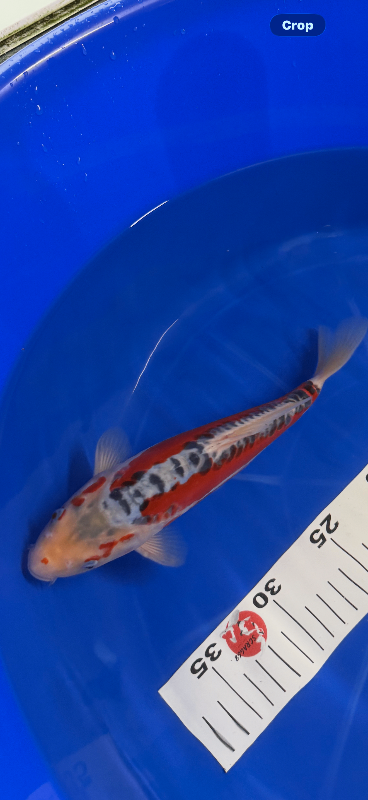 High quality Japanese koi under a year old 