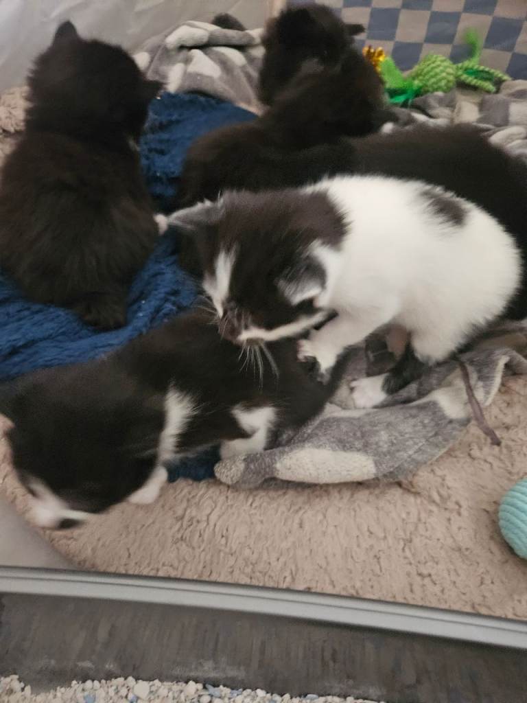 Kittens ready in 4 weeks