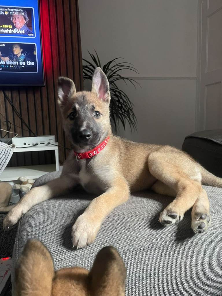 Belgium malinois x husky 