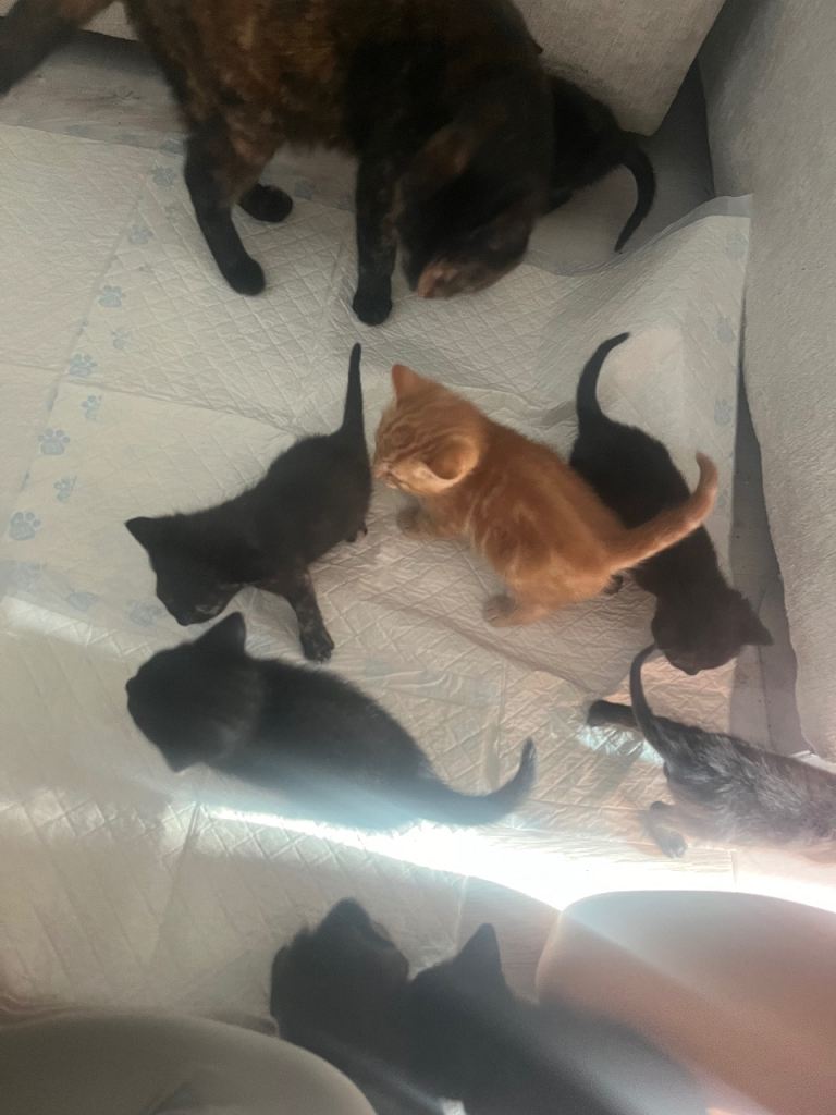 Kittens for sale 