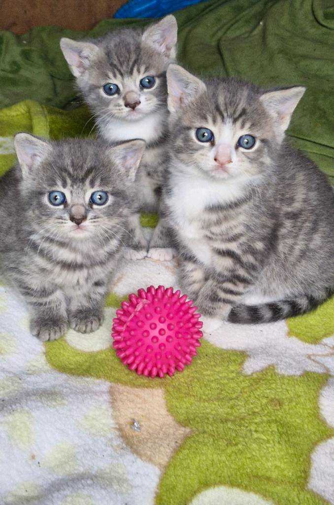 Kitten for sale 