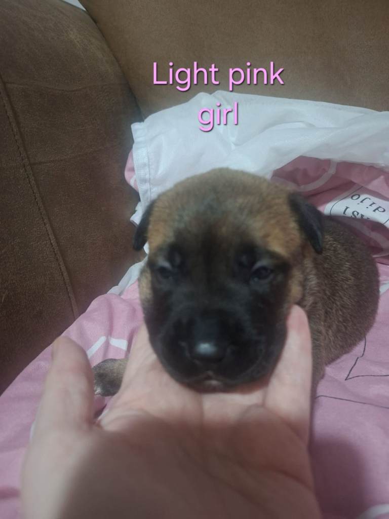Bullkita puppies litter of 8 