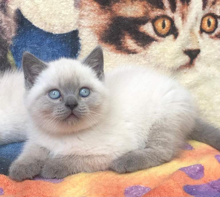 Adorable colourpoint BSH kittens - boys and girls 