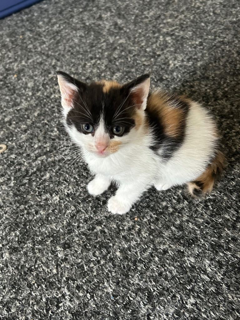 Kittens