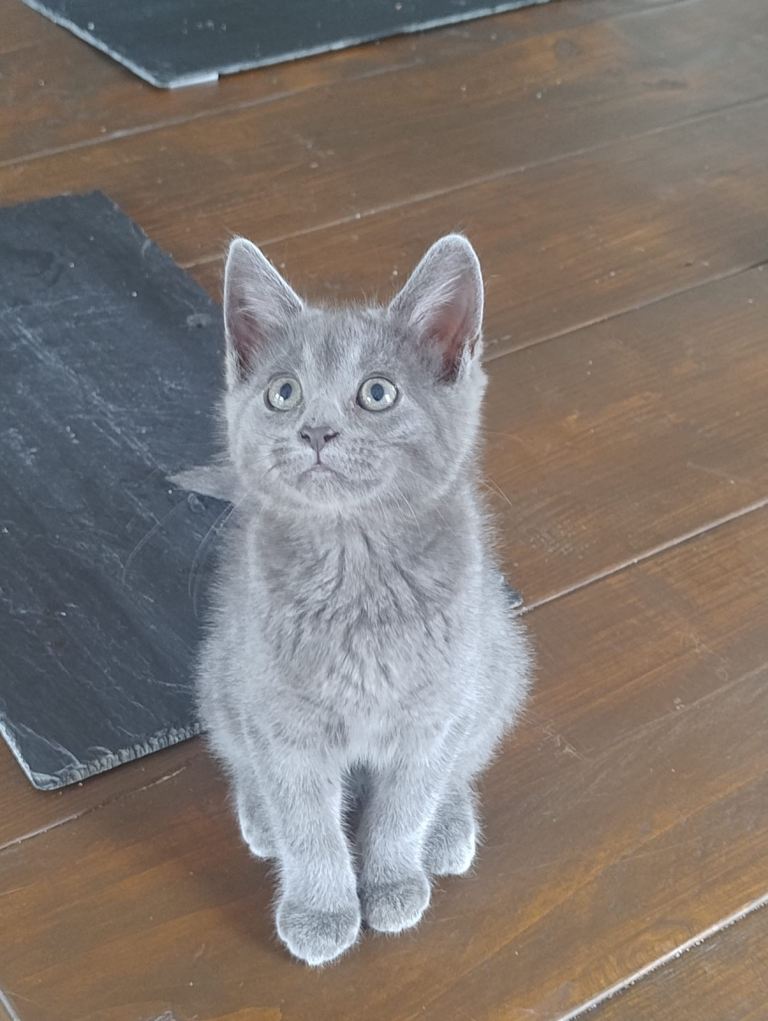 Nebelung kittens