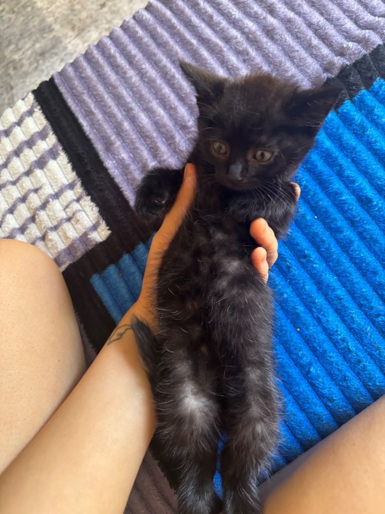 Black adorable kitten 