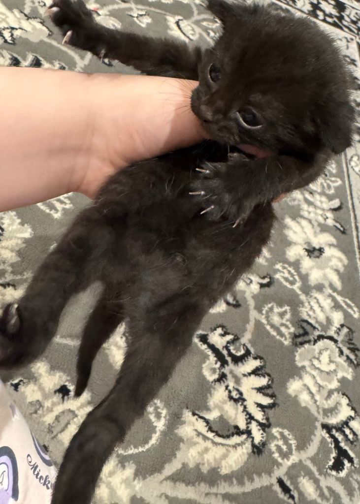 Kittens black tiger girl 