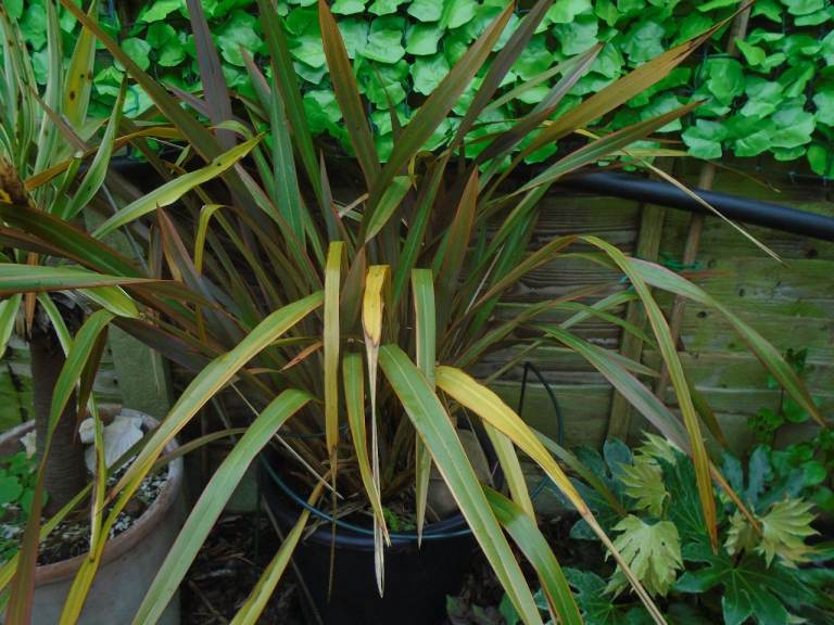 PHORMIUMS - THREE Very Large Evergreen Garden Plants