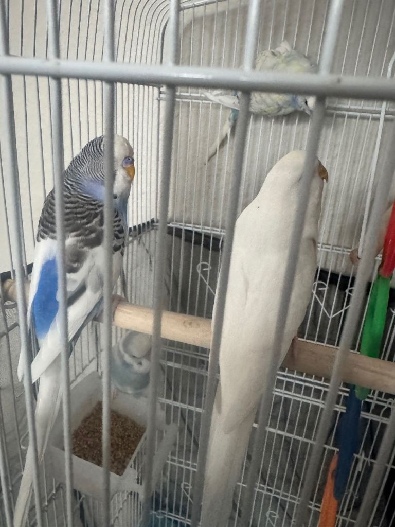     Budgies for Sale – 4 Birds with New White Cage & Stand