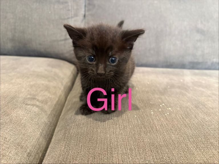 female kittens for sale 
