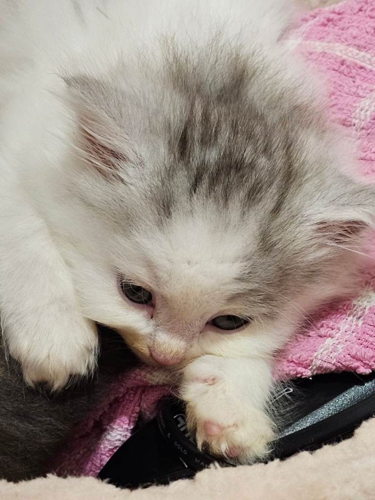 Pretty Persian cross kittens