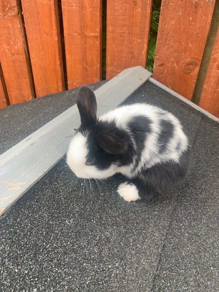 3 baby Rabbits 
