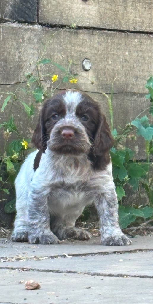 Sprocker puppies for sale