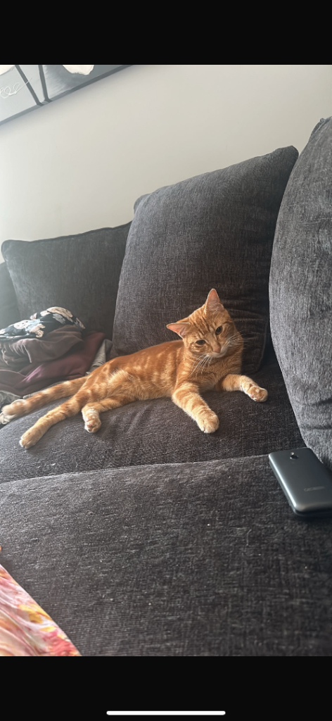 Orange cat