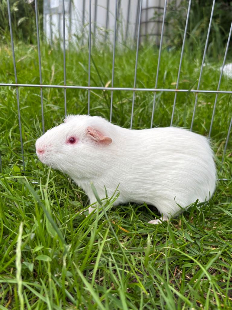 Male guinea pig for sale