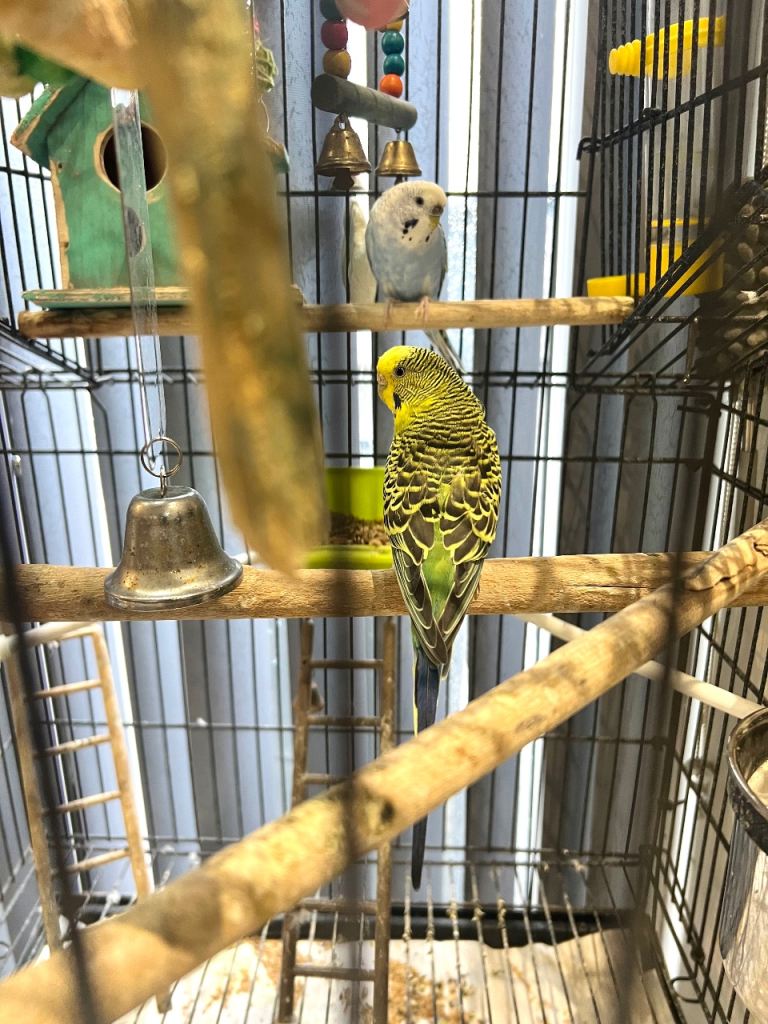 Budgies & cage 