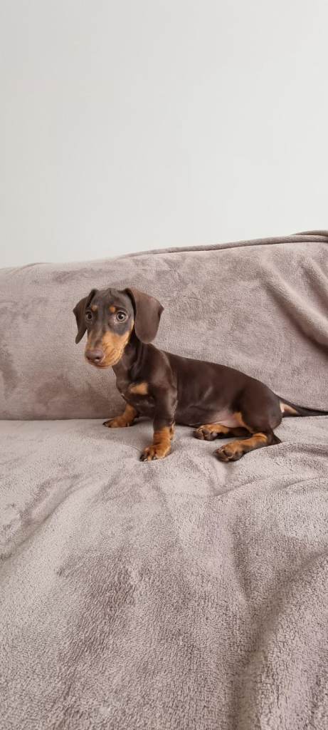 🐾❤️ Beautiful 3-Month-Old Dachshund Boy Looking for His Forever Home ❤️🐾 