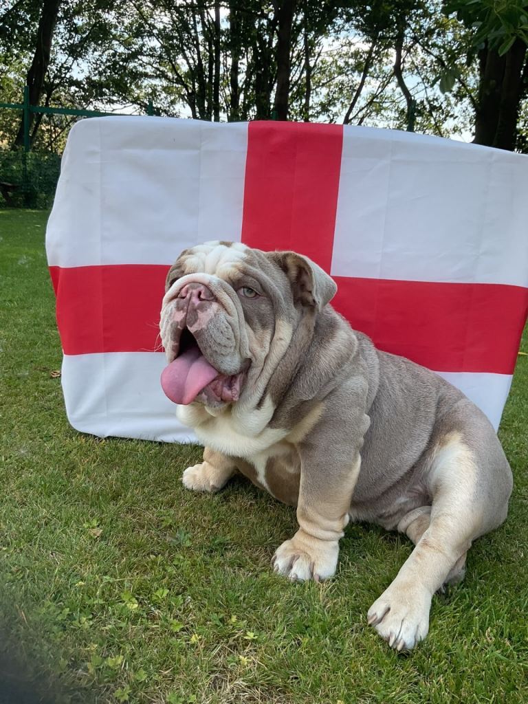 English bulldog - Pedigree