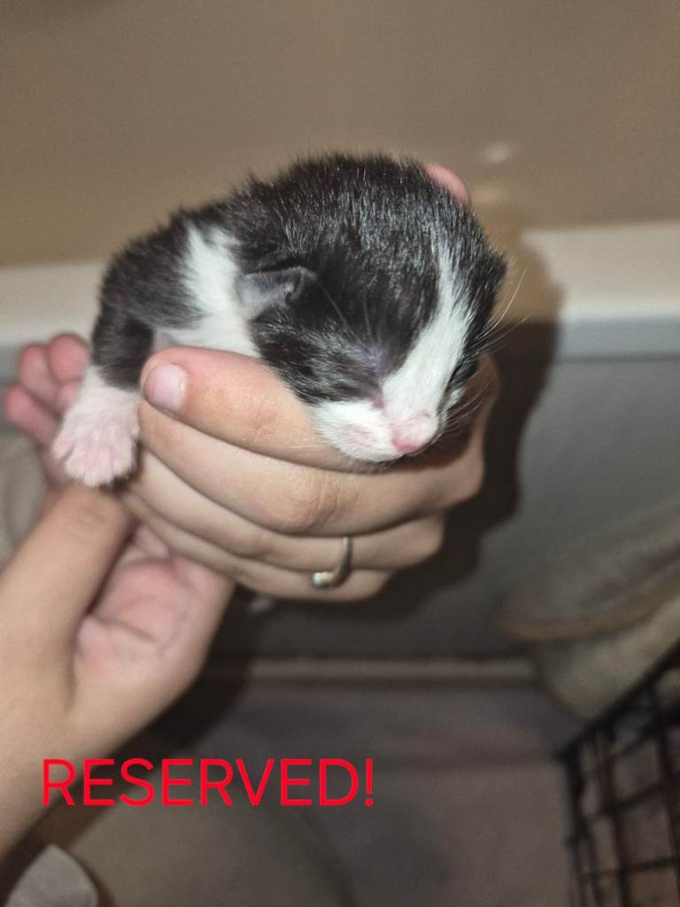 ALL RESERVED 
