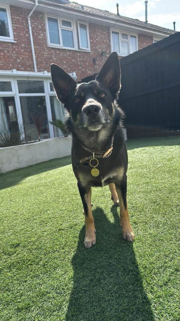 Border collie for rehoming