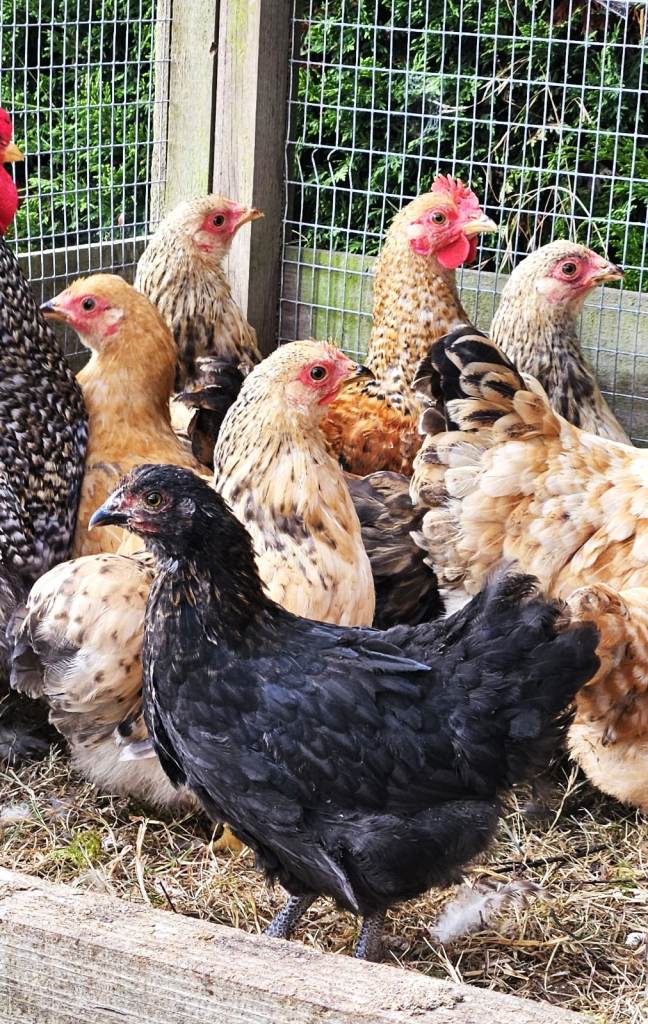 Pekin Bantam Chicks For Sale - 12 weeks old
