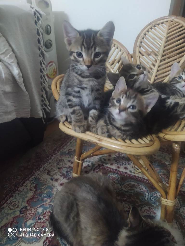 2 kittens 