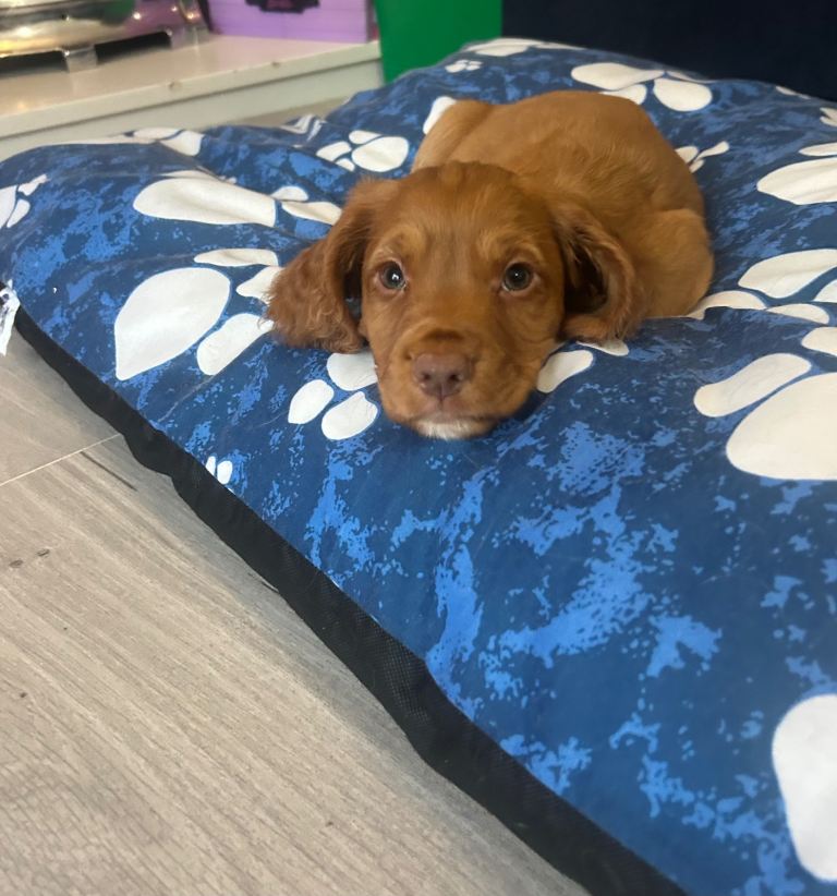  KC Coker Spaniels puppies READY NOW !!!