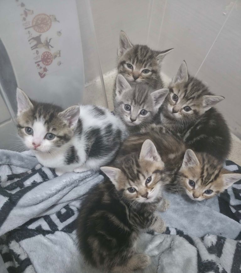 6 kittens 