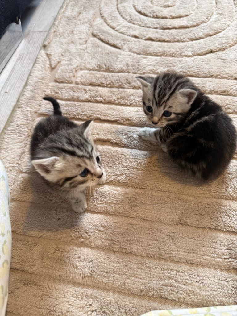 Kittens for sale in 4 weeks. 