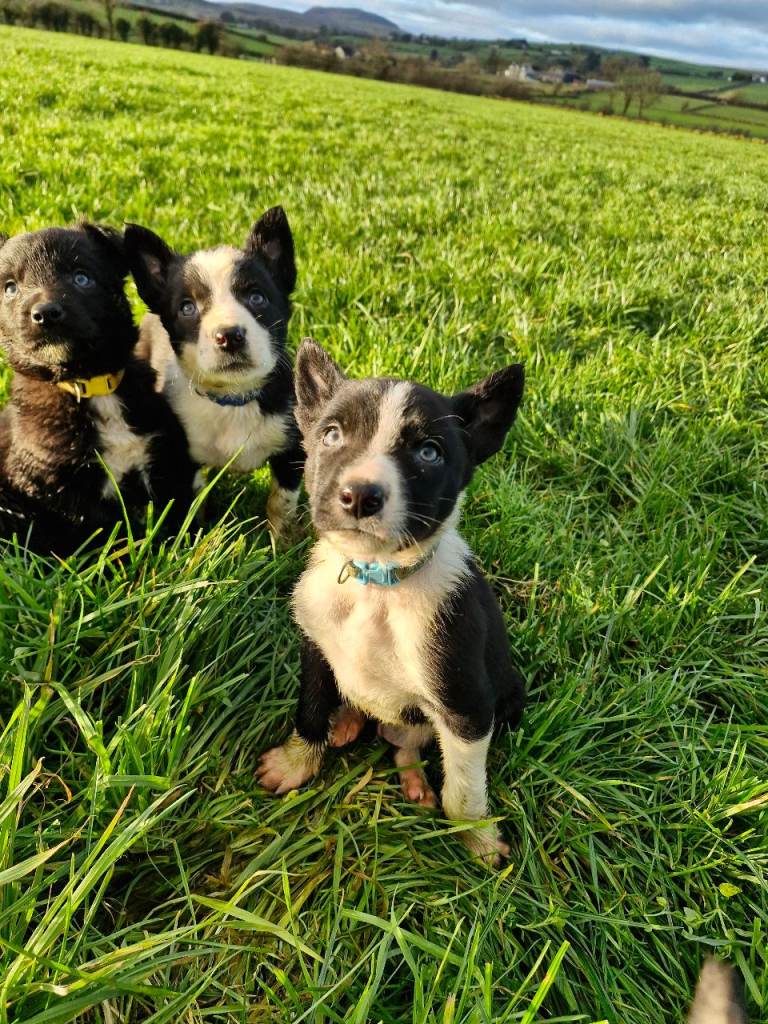 3/4 bred Australian Kelpie pups 