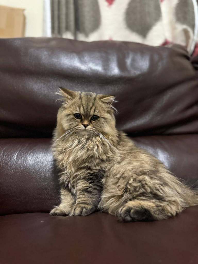 Persian and British long hair cat. 