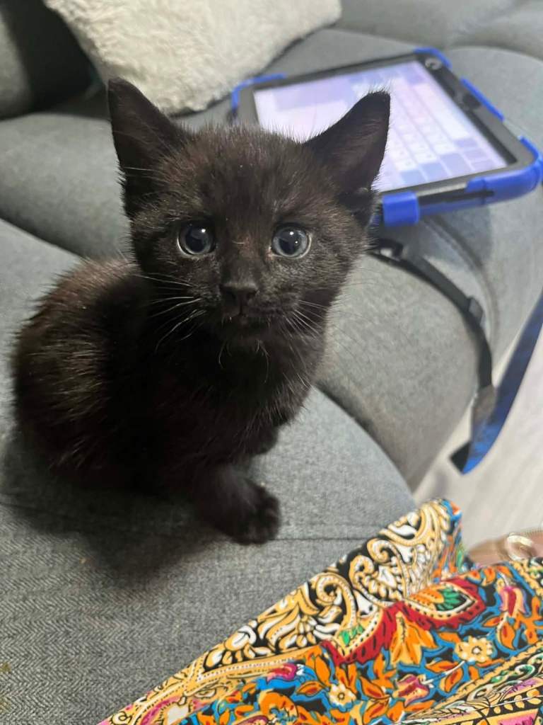 Kittens