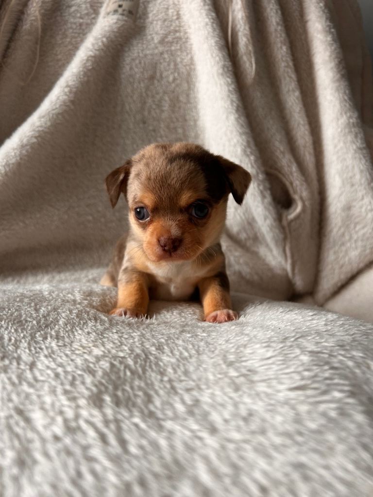 Rare Merle Chihuahua Puppies – Beautiful Litter of 8 – Ready Soon 🐶🐾