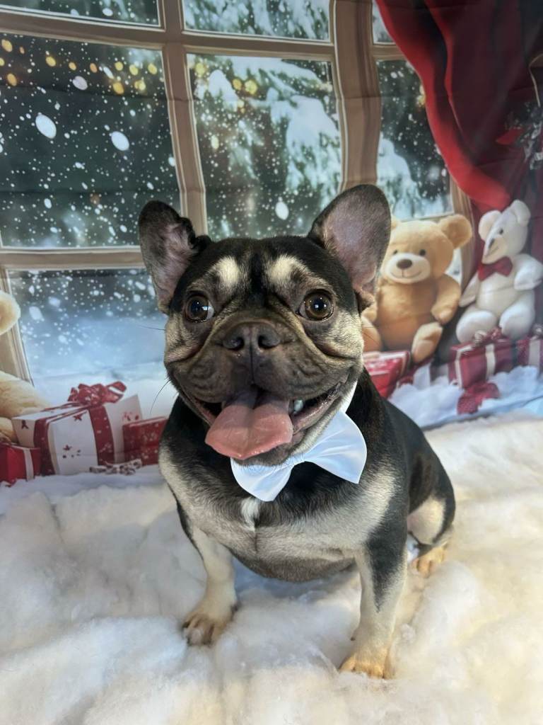Male french bulldog