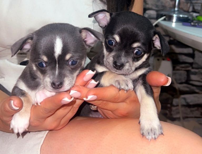 Male Chihuahua puppies for sale 