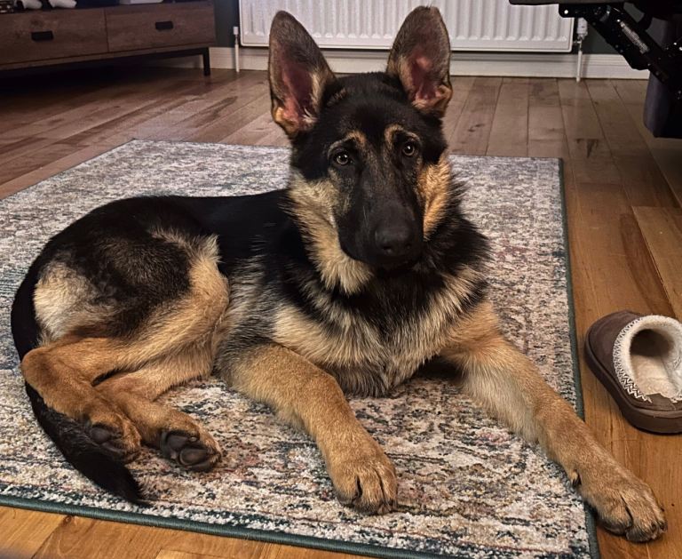 German Shepherd Female 6 Months old  