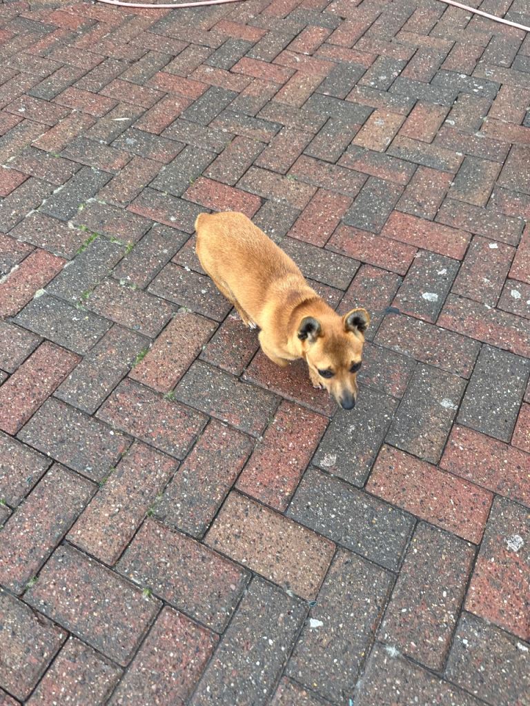 Cross between Chihuahua and Jack Russell