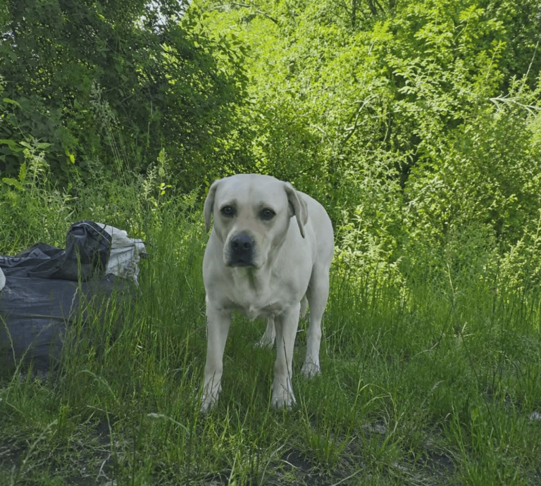 KC Registered Labrador Retriever – Forside Golden Girl