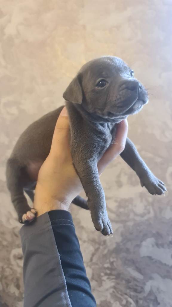 Blue and Black staffys kc
