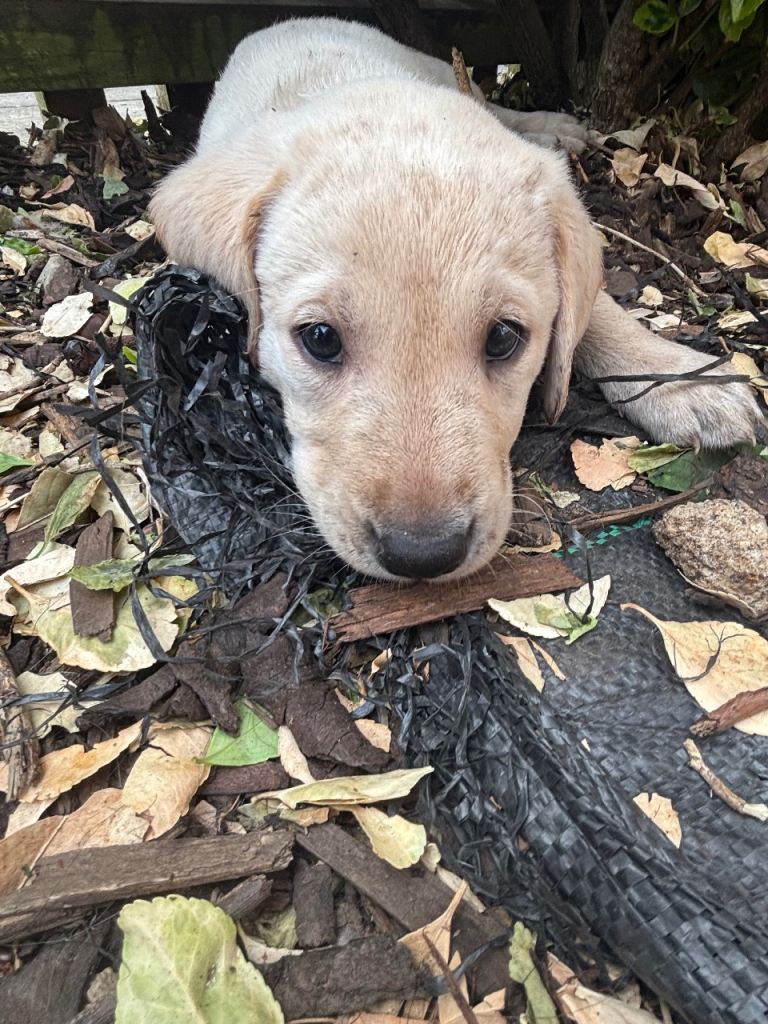 Labrador puppy 