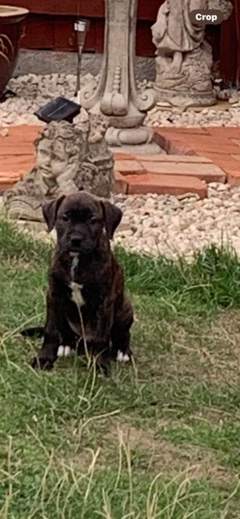 Mixed breed puppy for sale headington oxford