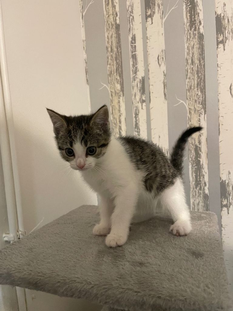 4 kittens for sale 10 weeks old 3 females and 1 male