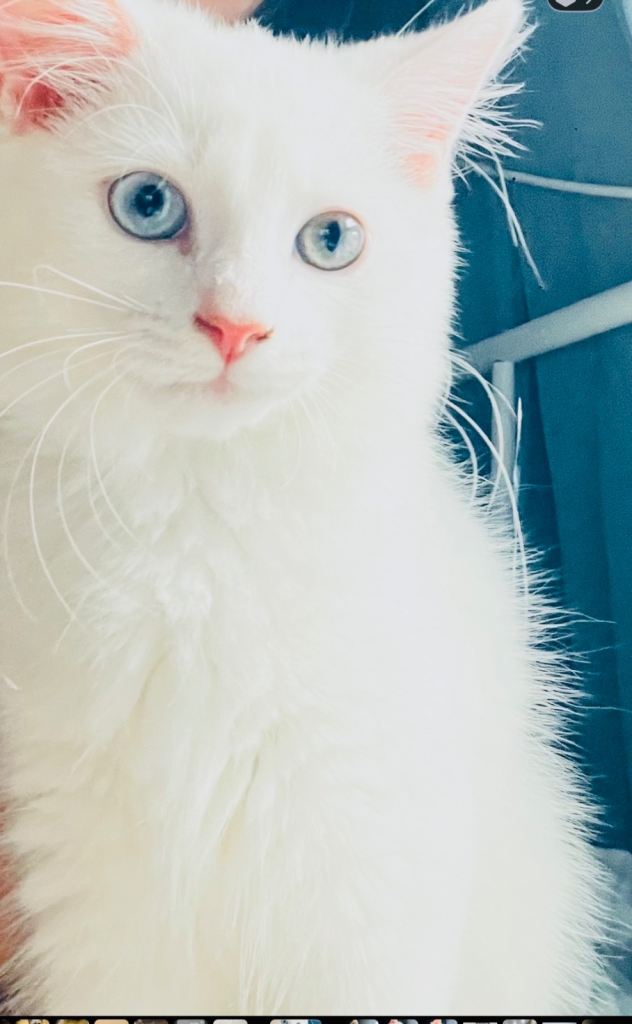 !!URGENT GIRL 2 AVAILABLE AGAIN!! White Persian cross Angora kittens ready to go now!!